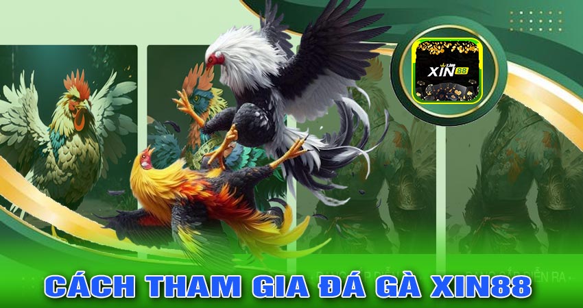 Cách Tham Gia Đá Gà XIN88 Một Cách Thông Minh