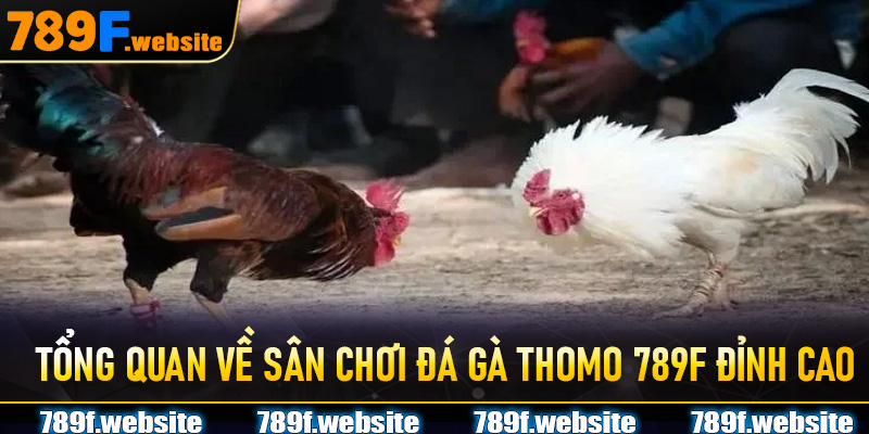 Tổng quan về sân chơi Đá Gà Thomo 789F đỉnh cao
