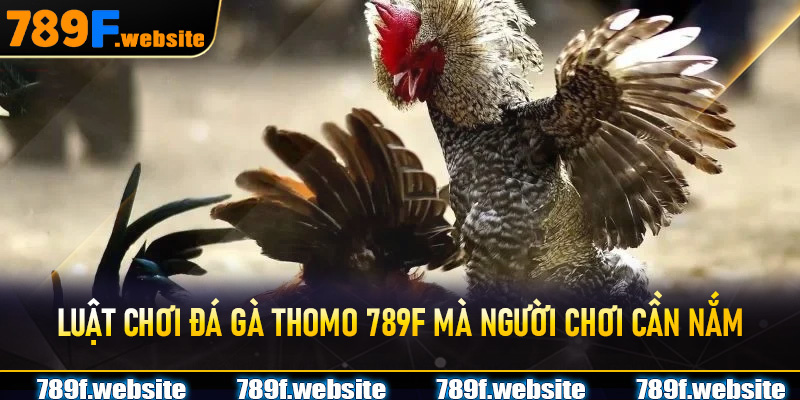 Luật chơi Đá Gà Thomo 789F mà người chơi cần nắm