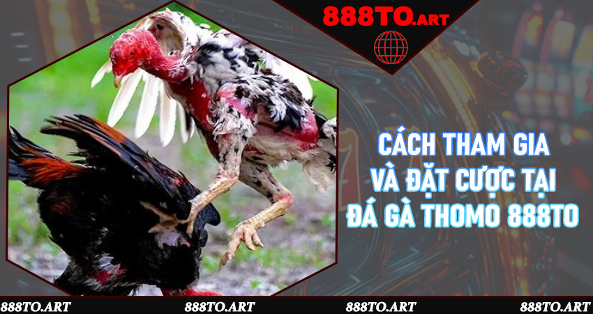 Cách tham gia và đặt cược tại đá gà Thomo 888to