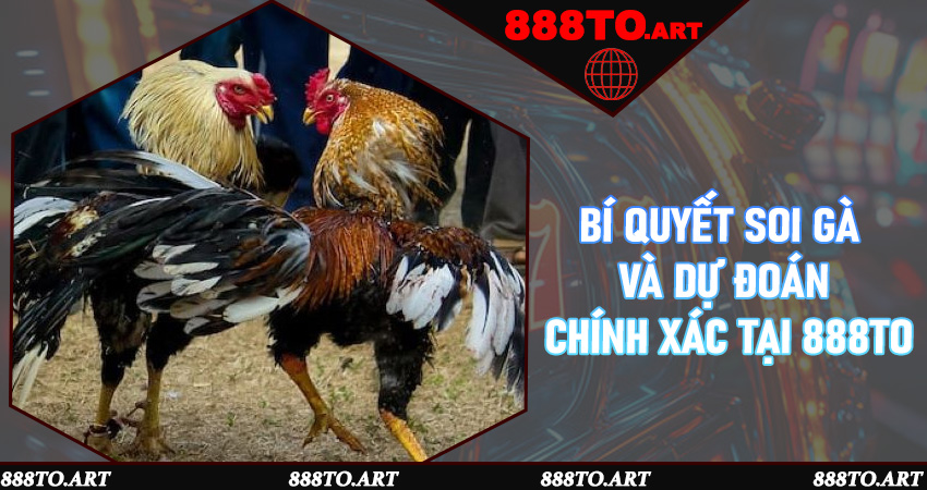 Bí quyết soi gà và dự đoán chính xác tại 888to