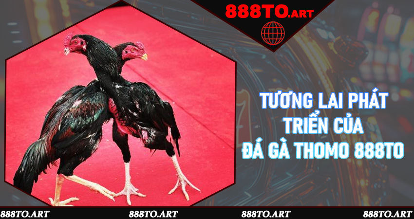 Tương lai phát triển của đá gà Thomo 888to