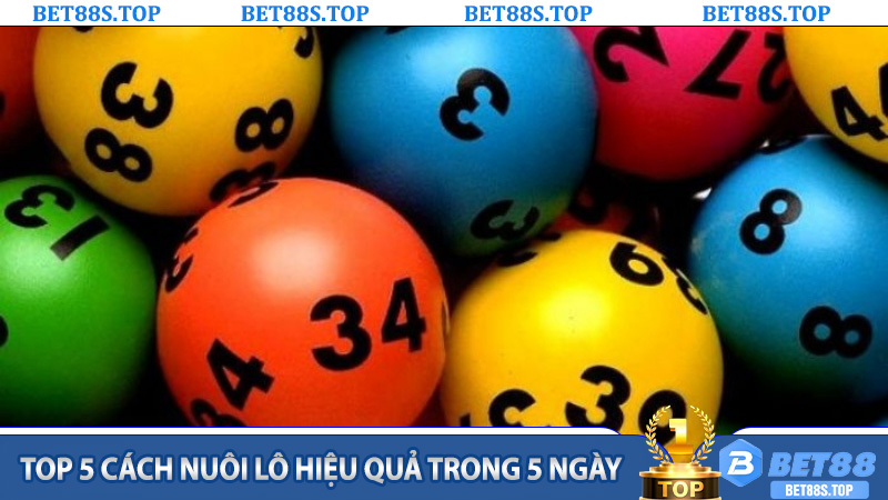 Top 5 cách nuôi lô hiệu quả trong 5 ngày